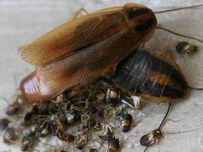 adult cockroach, nymphs, and oothecae