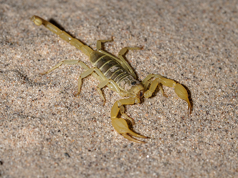 scorpion on the ground