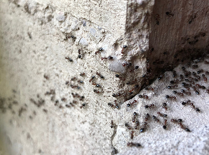 spring ant infestation in phoenix