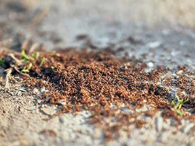 fire ants crawling in southern arizona yard