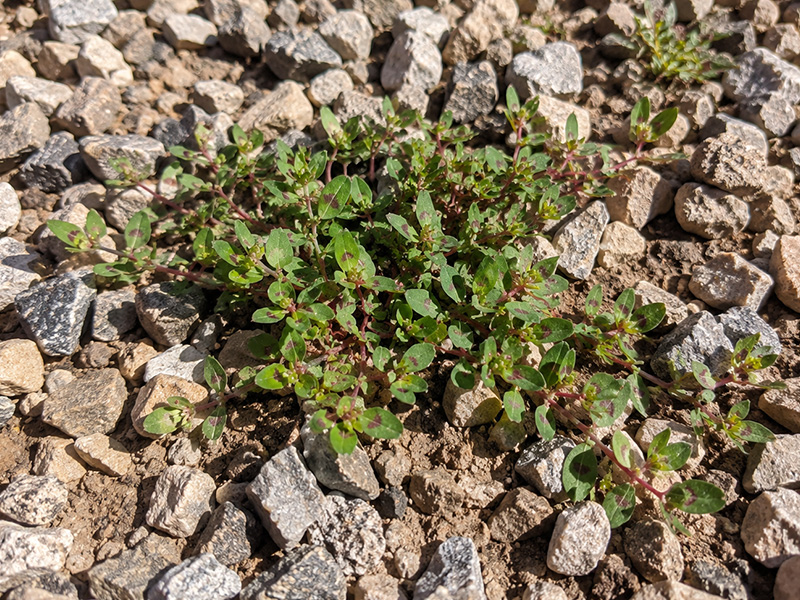 weeds in rocks