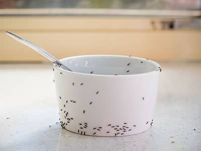 ants crawling on dirty bowl in tucson kitchen