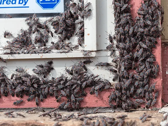 boxelder bugs on side of house