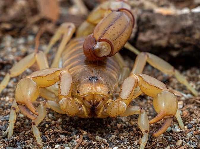 scorpion found in tuscon az