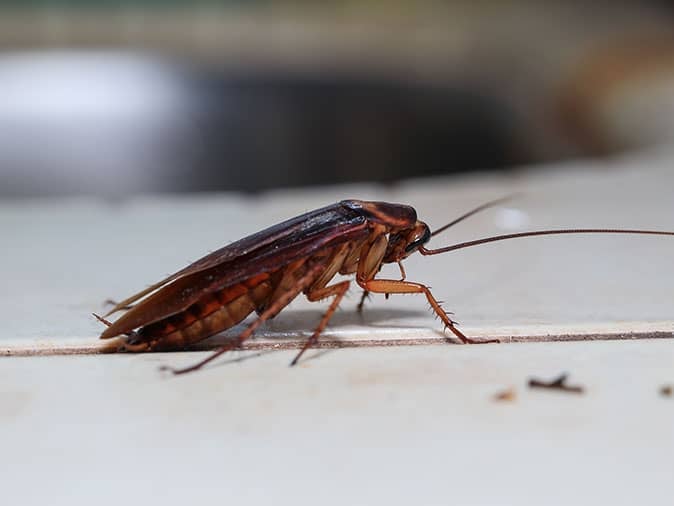 cockroach crawling across kitchen floor