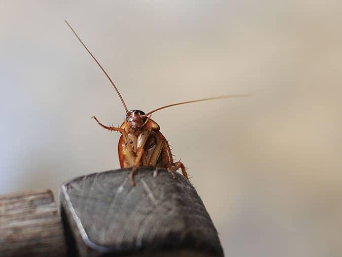 a cockroach resting on kitchen chair inside Phoenix home