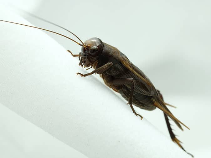 a cricket inside a bathroom in Tucson