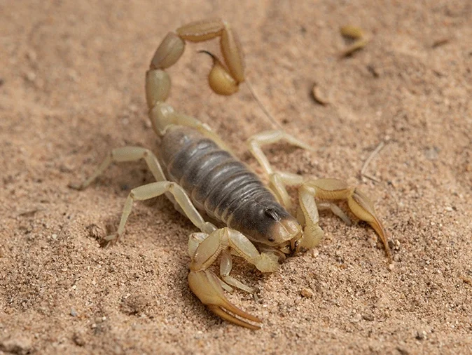 desert hairy scorpion