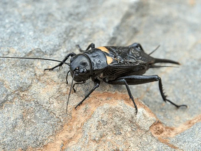 an adult field cricket in arizona