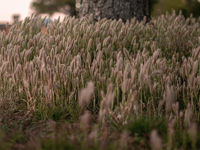 foxtail weeds growing unchecked in Arizona