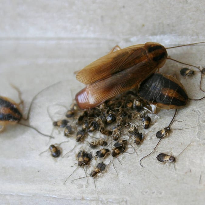 adult cockroach and nymphs in tucson home