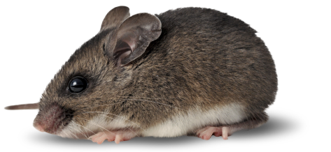house mouse carrying hantavirus