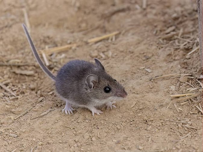 deer mouse in arizona