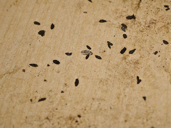 mouse droppings found in a tucson home