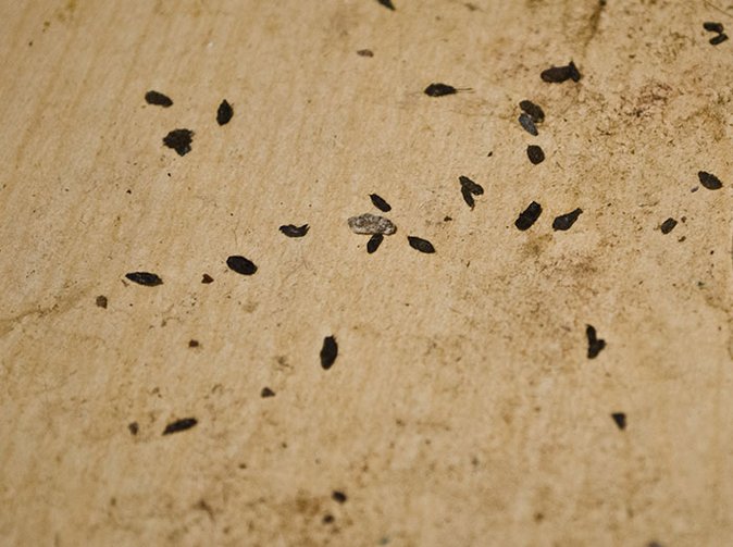 House Mouse Droppings Pictures