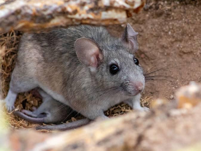 pack rat outside of a tucson home
