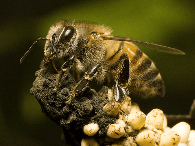 africanized honey bee