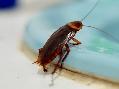 american cockroach on edge of sink