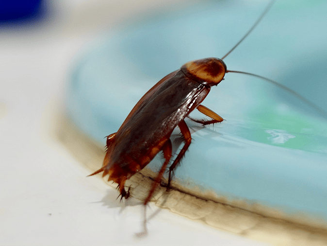 american cockroach in bathroom