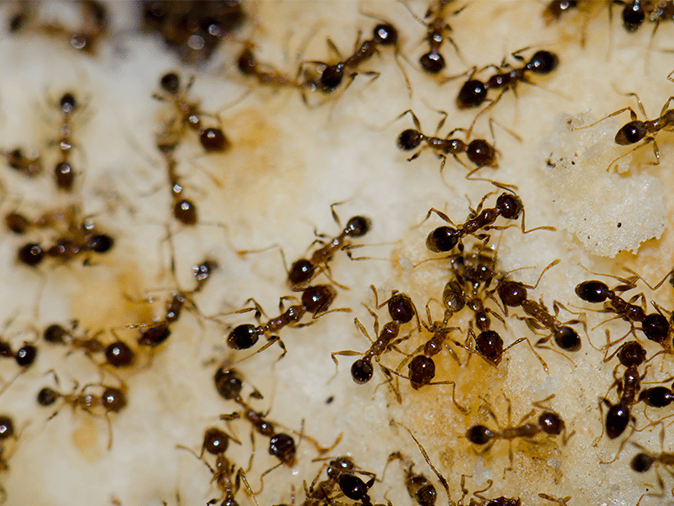 argentine ants searching for food