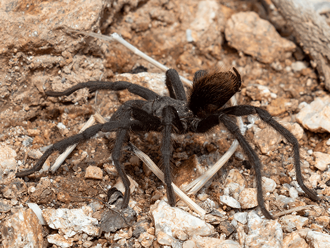 arizona brown spider