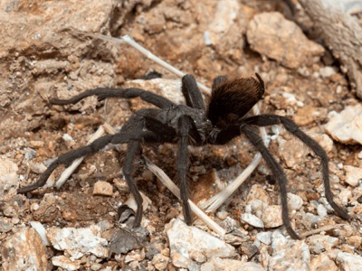 arizona brown spider crawling on ground