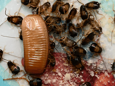 baby cockroaches and ootheca