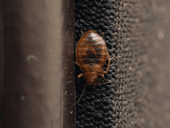 adult bed bug crawling on upholstered headboard