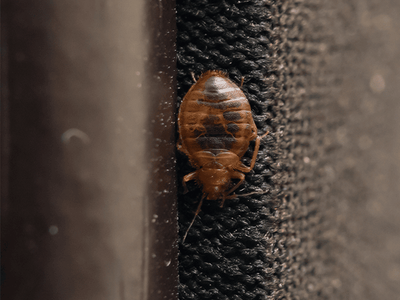 adult bed bug in Tucson