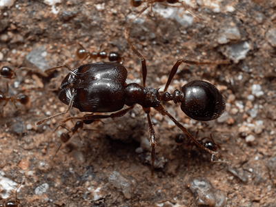 close up of a big headed ant