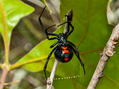 black widow spider with red hourglass showing