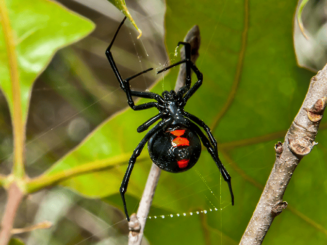 adult black widow spider