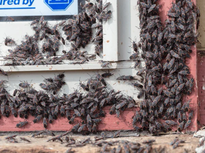 boxelder bugs trying to get inside house