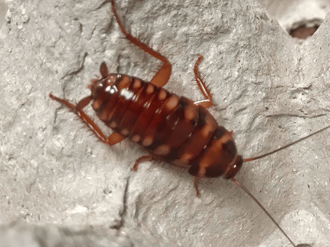 american cockroach in bathroom