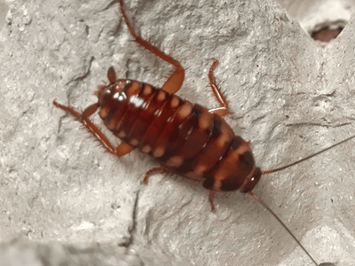 brown-banded cockroach