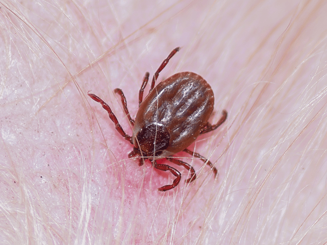 brown dog tick