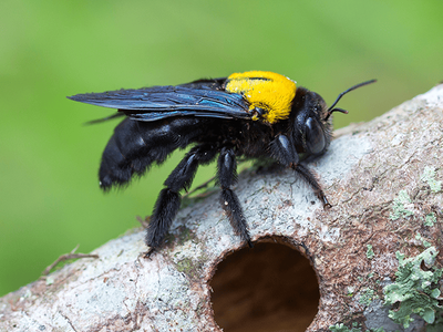 carpenter bee drilling in wood