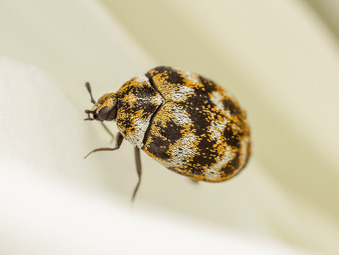 carpet beetle inside house
