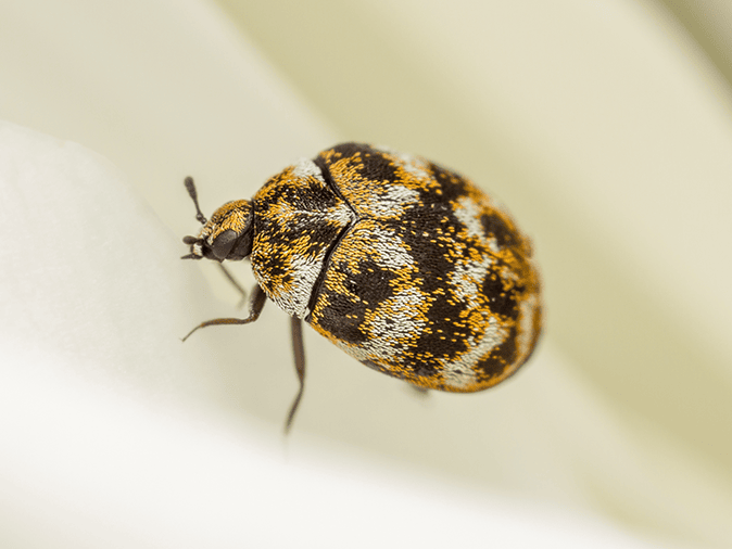 adult carpet beetle