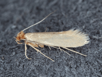 casemaking clothes moth in Tucson