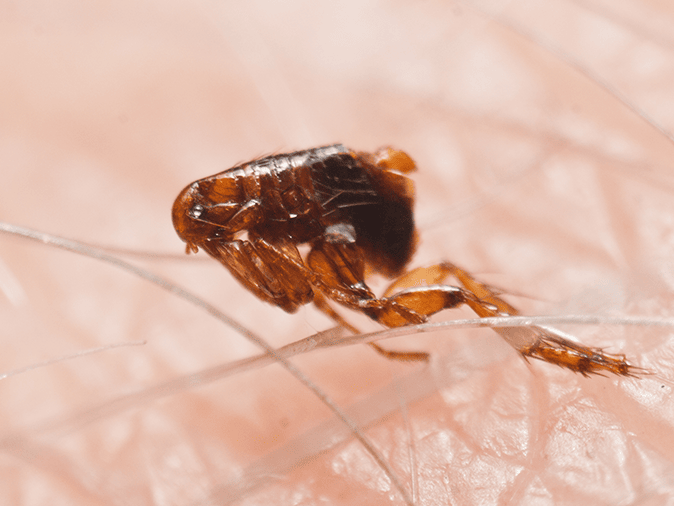 flea bite in progress