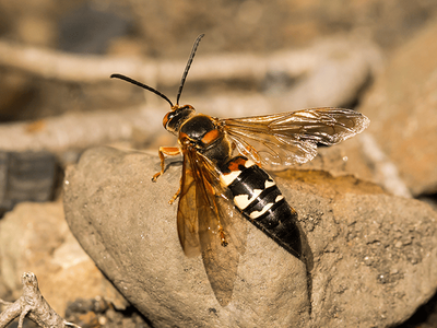 cicada killer wasp in Tucson