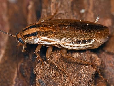 a german cockroach in arizona