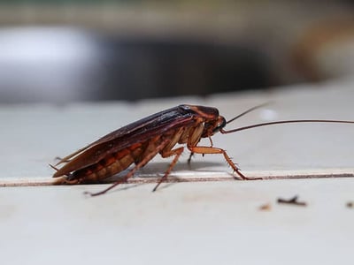 cockroach on kitchen floor of Phoenix home