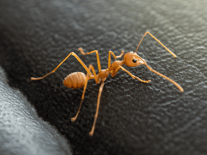cornfield ant in tucson