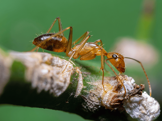 crazy ant searching for food outside