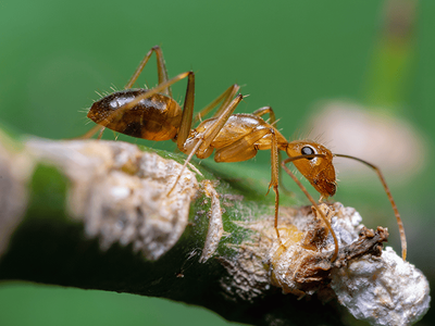 crazy ant foraging outside