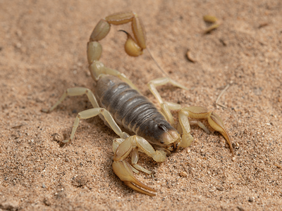 desert hairy scorpion outside