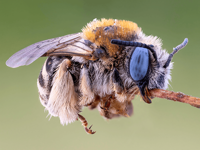 digger bee in Tucson