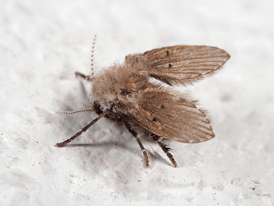 adult drain fly in Tucson